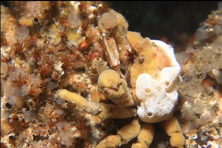 crab on cemented tube worms