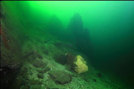 cloud sponge and rock pyramid with mysid shrimp schools near the bottom