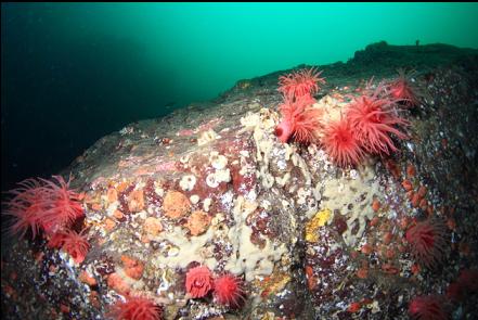 crimson anemones