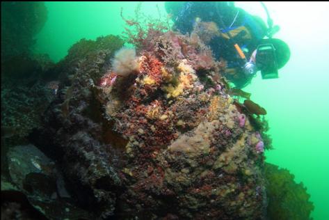 some colour under a boulder