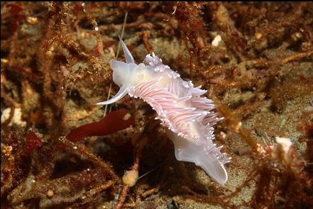 nudibranch