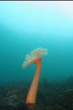 PLUMOSE ANEMONE