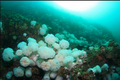 plumose anemones