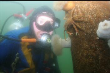 KELP CRAB ON PILING