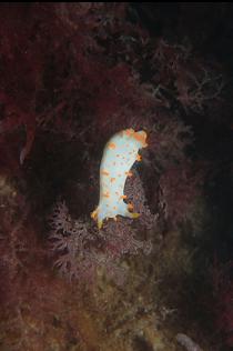 NUDIBRANCH