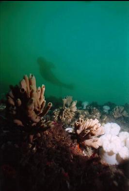 SEA LION ABOVE WALL