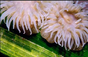 BROODING ANEMONES ON EELGRASS