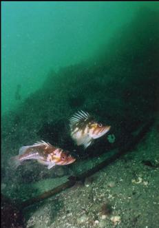 COPPER ROCKFISH