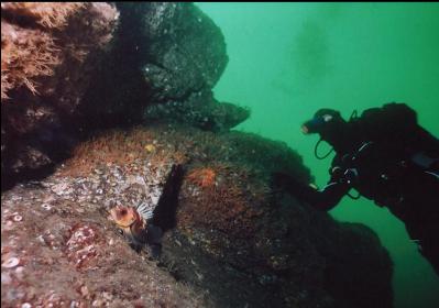 QUILLBACK ROCKFISH AND ZOANTHIDS