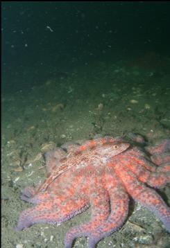 JUVENILE LINGCOD ON SUNFLOWER STAR