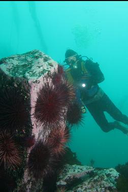 urchins on boulder