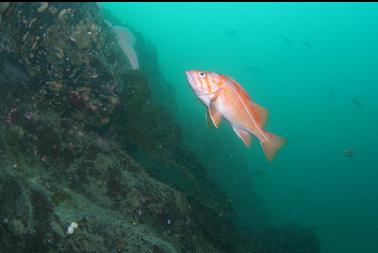 canary rockfish