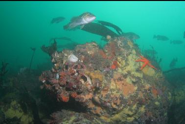 rockfish at top of reef