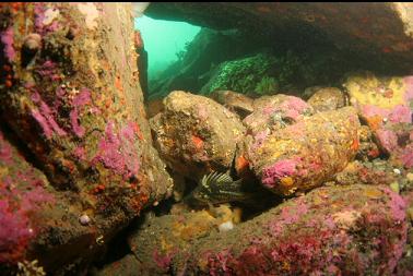 small copper rockfish