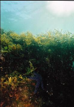 PURPLE SEASTAR IN SHALLOWS