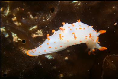 nudibranch