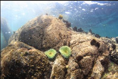 green anemones