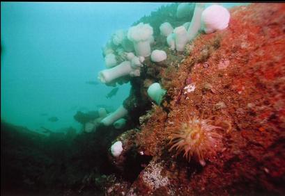 ANEMONES AND ORANGE COLONIAL TUNICATES