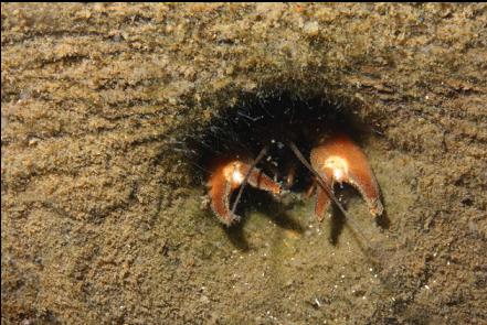 crayfish in hole in wood