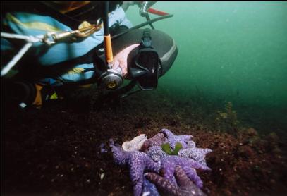 SEASTARS IN SHALLOWS