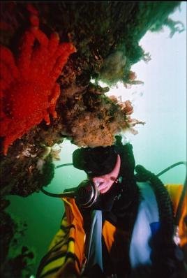 SUNFLOWER STAR UNDER OVERHANG