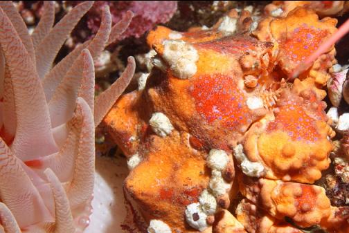 small Puget sound king crab