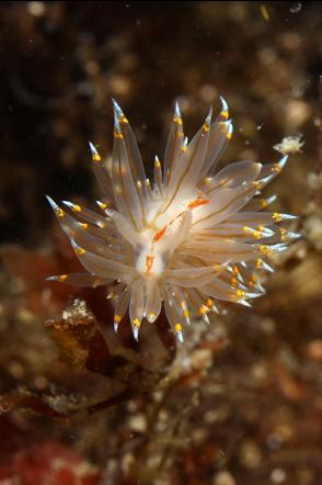 nudibranch