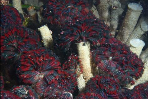 feather duster worms