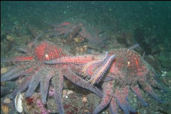 SUNFLOWER STARS