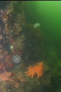 SUNFLOWER STARS AND MOON JELLIES