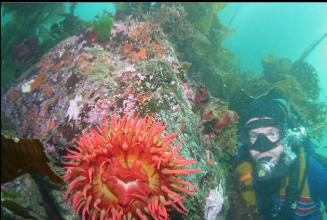 FISH-EATING ANEMONE