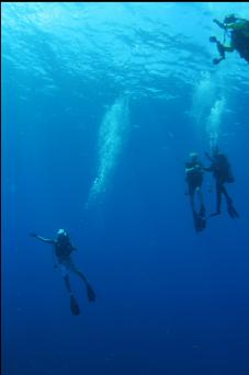 surfacing after first dive