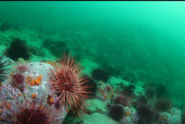 urchins and rocks on sandy slope