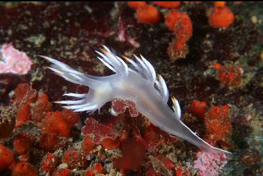 nudibranch