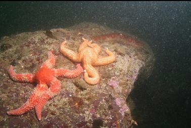 pair of sea stars