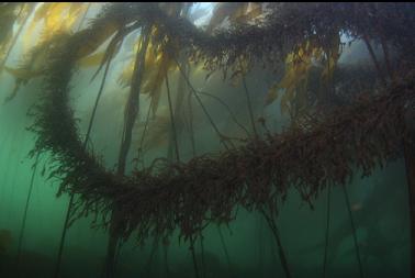  kelp