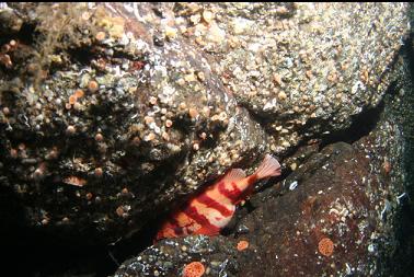 tiger rockfish