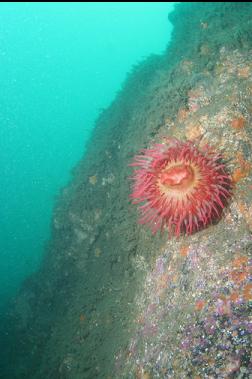 fish-eating anemone