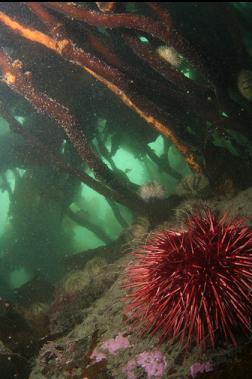 urchin under kelp