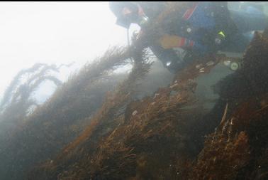 swimming back above feather boa kelp