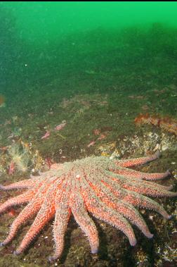 sunflower star near top of wall