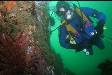 sunflower star on first dive