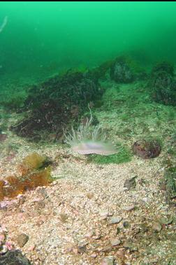 giant nudibranch