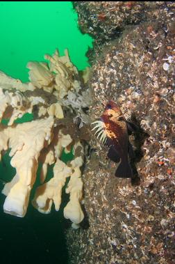 quillback rockfish and sponge