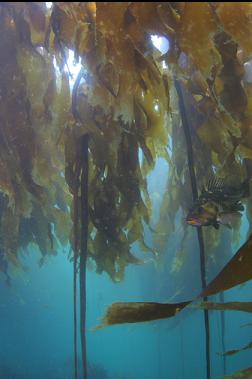 copper rockfish in kelp