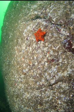 seastar on wall