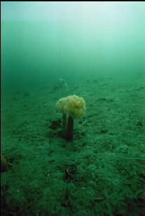 PLUMOSE ANEMONES ON SAND