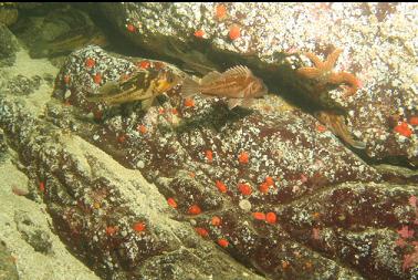 rockfish and orange tunicates