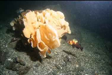 cloud sponge