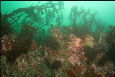 stalked kelp at top of reef